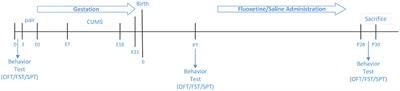 Inhibition of Autophagy in Microglia Alters Depressive-Like Behavior via BDNF Pathway in Postpartum Depression